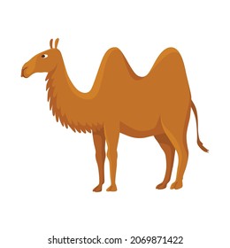 Camel with two hump, bactrian. Desert animal standing, side view. Cartoon vector. Flat icon design, isolated on white background