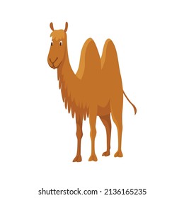 Camel with two hump, bactrian. Desert animal standing, side view. Cartoon vector. Flat icon design, isolated on white background