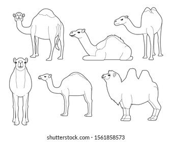 Camel Various Cartoon Vector Coloring Book