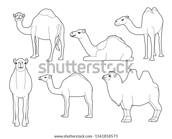 Camel Various\
Cartoon Vector Coloring\
Book
