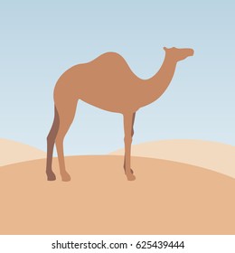 
Camel vector color flat illustration, isolated against a background of sand sky and desert
