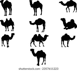  A camel vector design is a resizable graphic representation of a camel, commonly used in designs like logos and illustrations, symbolizing desert environments, endurance, and adaptability.