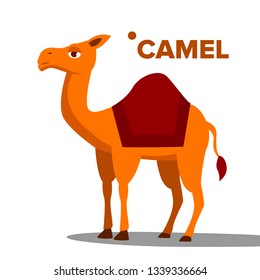 Camel Vector. Funny Animal Isolated Flat Cartoon Illustration