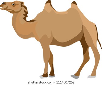 Camel Vector Illustration