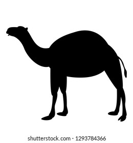 camel vector illustration, black silhouette ,profile side