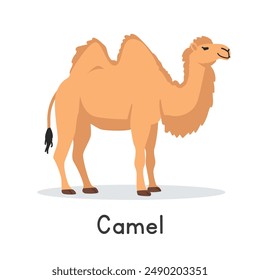 Camel vector illustration. Cute two-humped camel cartoon clipart, animal in flat style. Farm animals concept, rural farming. Livestock desert animal camel vector design isolated on white background