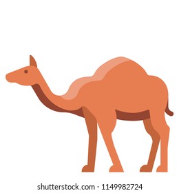 Camel vector illustration in flat color design