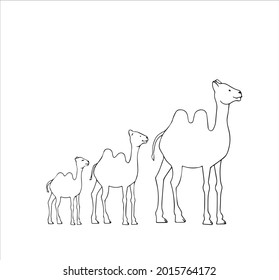 Camel vector illustration isolated on white background. Cute camels family. Caravan camel. Logo symbol vector outline design illustration. Coloring book for children. Camel outline. Line art.