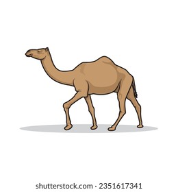 Camel Vector illustration isolated on white 