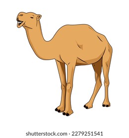 Camel vector illustration on white, cartoon, animal cartoon