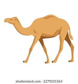 Camel vector illustration on white, cartoon