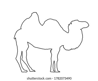 Camel vector line contour silhouette illustration isolated on white background. Shape camel shadow vector illustration. Camelus bactrianus.