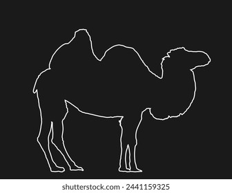 Camel vector line contour silhouette illustration isolated on black background.
Shape camel shadow vector illustration. Camelus bactrianus.