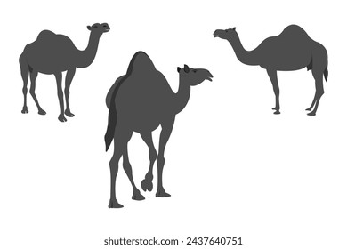 Camel vector set with different poses. vector illustration isolated on white background.