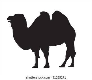 Camel - Vector - Silhouette