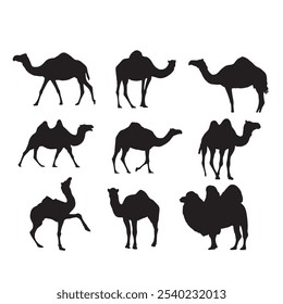 Camel vector silhouette on white background