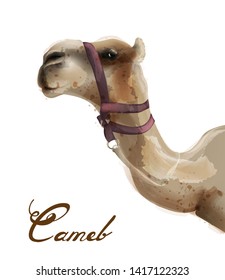 Camel Vector watercolor. Cute animal isolated on white background