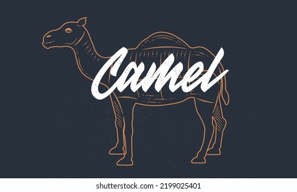 Camel vintage sketch. Camel silhouette with grunge texture. Vintage poster. Typography. Vector illustration.
