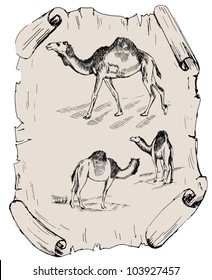 camel. vintage vector image on a sheet of papyrus