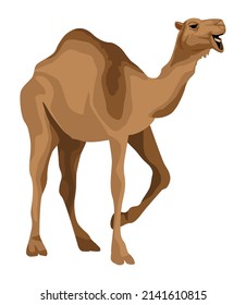 camel wild animal isolated icon