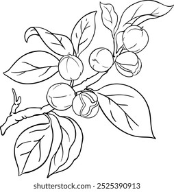 Ramificação de Camelia com Berries Ilustração de contorno.