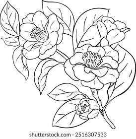 Ramificação de Camelia com flores Ilustração Contorno.