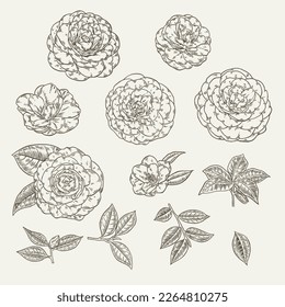 CAMELIA ROSE SET COLLECTION ELEMENTS BOTANICAL ILLUSTRATION FLOWER FLORAL GARDEN ISOLATED DETAILED DRAWING