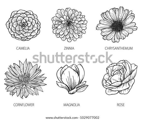 Camelia Zinnia Chrysanthemum Cornflower Magnolia Rose Stock Vector ...