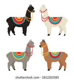 Camelids family collection. Alpaca graphic design. Vector illustration