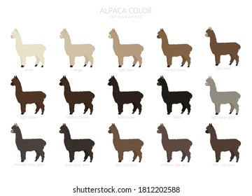 Camelids family collection. Alpaca graphic design. Vector illustration