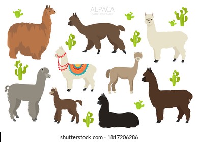 Camelids family collection. Alpaca graphic design. Vector illustration