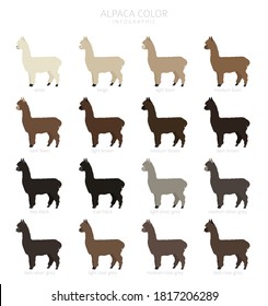 Camelids family collection. Alpaca graphic design. Vector illustration