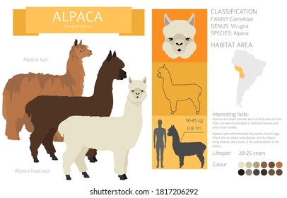 Camelids family collection. Alpaca graphic design. Vector illustration