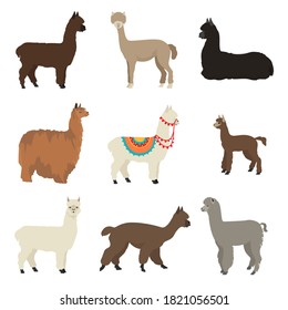 Camelids family collection. Alpaca graphic design. Vector illustration