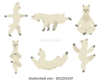 Camelids family collection. Alpaca yoga graphic design. Vector illustration