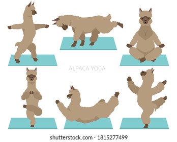 Camelids family collection. Alpaca yoga graphic design. Vector illustration