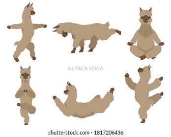 Camelids family collection. Alpaca yoga graphic design. Vector illustration