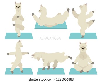 Camelids family collection. Alpaca yoga graphic design. Vector illustration