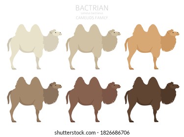 Camelids family collection. Bactrian camel infographic design. Vector illustration