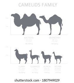 Camelids family collection. Camels and llama infographic design. Vector illustration