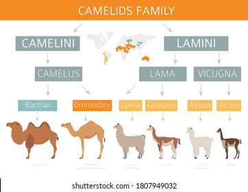 Camelids family collection. Camels and llama infographic design. Vector illustration