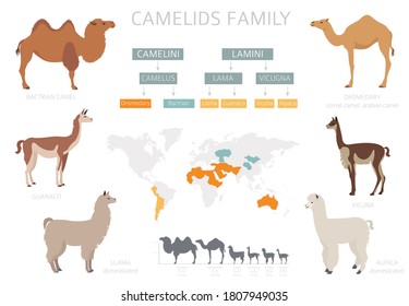 Camelids Vector Illustration Set Dromedary Camel Stock Vector (Royalty ...