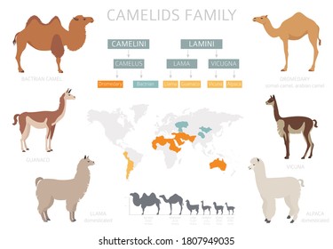 Camelids family collection. Camels and llama infographic design. Vector illustration