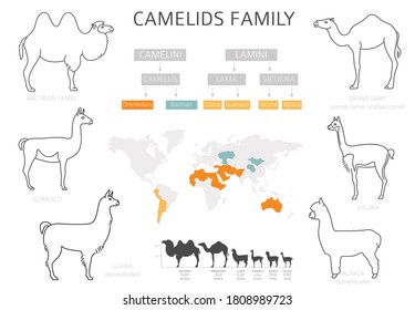 Camelids family collection. Camels and llama infographic design. Vector illustration