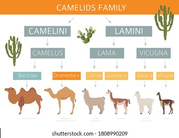 Camelids family collection. Camels and llama infographic design. Vector illustration