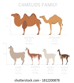 Camelids family collection. Camels and llama infographic design. Vector illustration