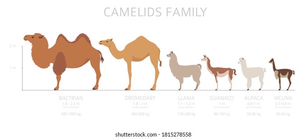 Camelids family collection. Camels and llama infographic design. Vector illustration