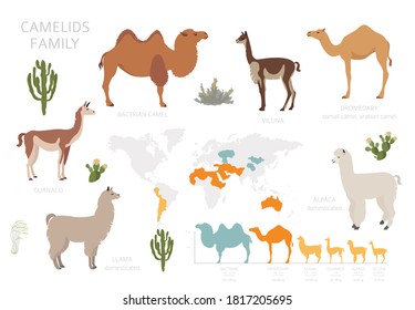 Camelids family collection. Camels and llama infographic design. Vector illustration