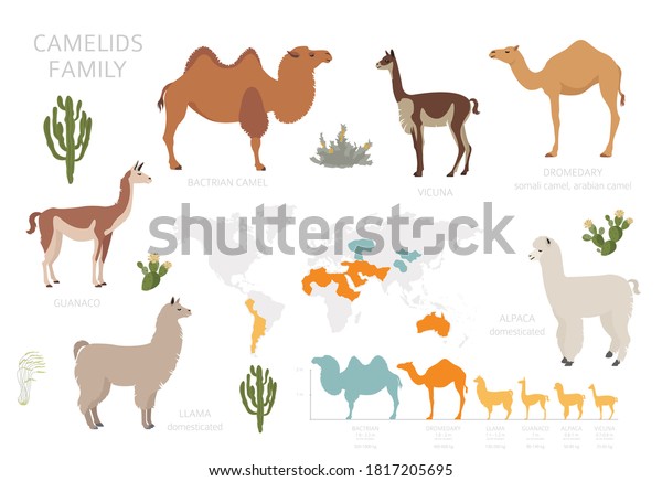 Camelids Family Collection Camels Llama Infographic Stock Vector ...