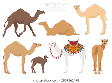 Camelids family collection. Dromedary camel infographic design. Vector illustration